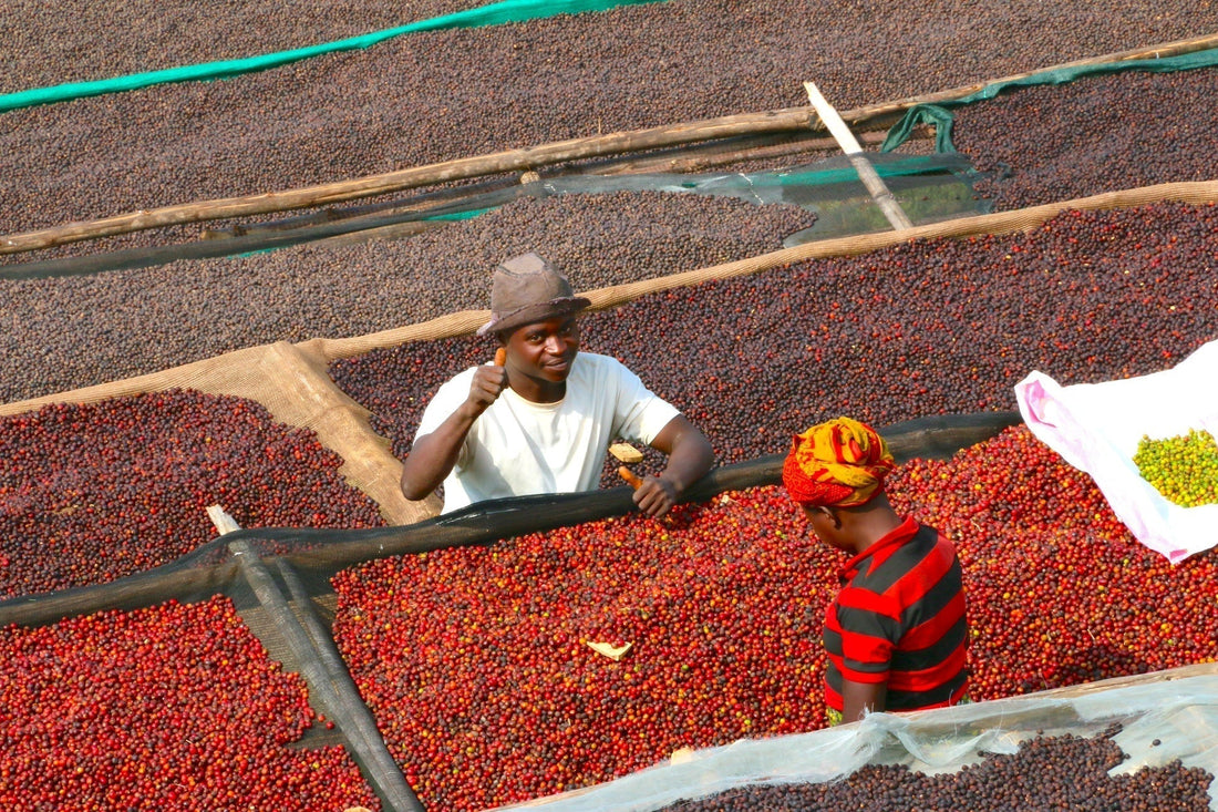 UNDERSTANDING THE COFFEE PROCESSING