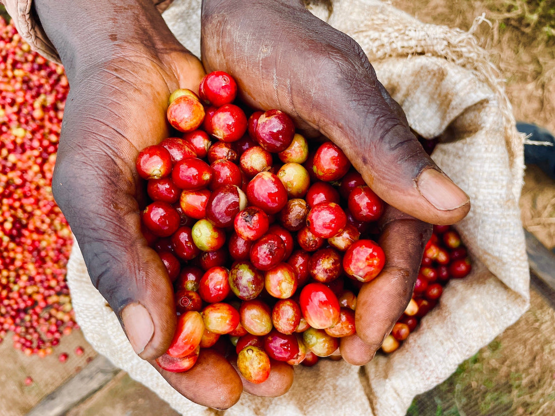 FROM RWANDA TO YOUR CUP: THE STORY BEHIND MUHORORO