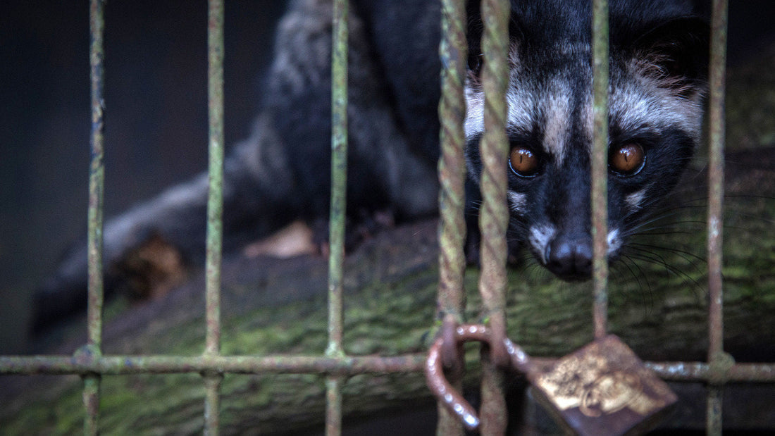 WHAT IS KOPI LUWAK AND WHY YOU SHOULDN'T BUY IT