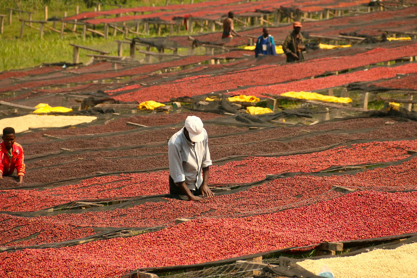 RWANDA MUHORORO NATURAL