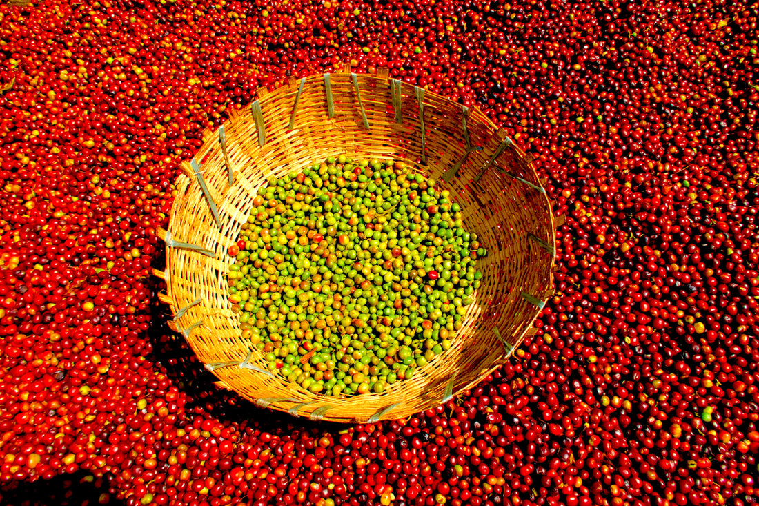 WHY ETHIOPIAN COFFEE STANDS OUT?