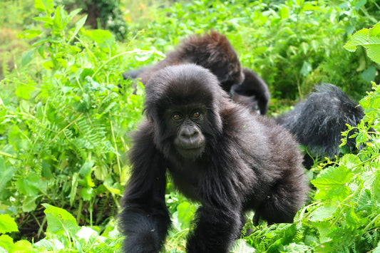 Let's protect the gorillas!