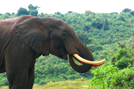 1% FOR THE ELEPHANTS 🐘❤