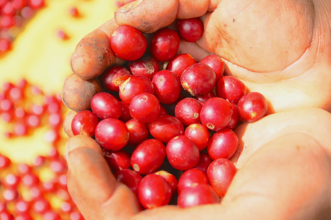WHAT IS SO "SPECIAL" ABOUT SPECIALTY COFFEE?