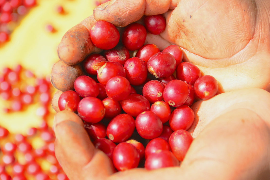WHAT IS SO "SPECIAL" ABOUT SPECIALTY COFFEE?