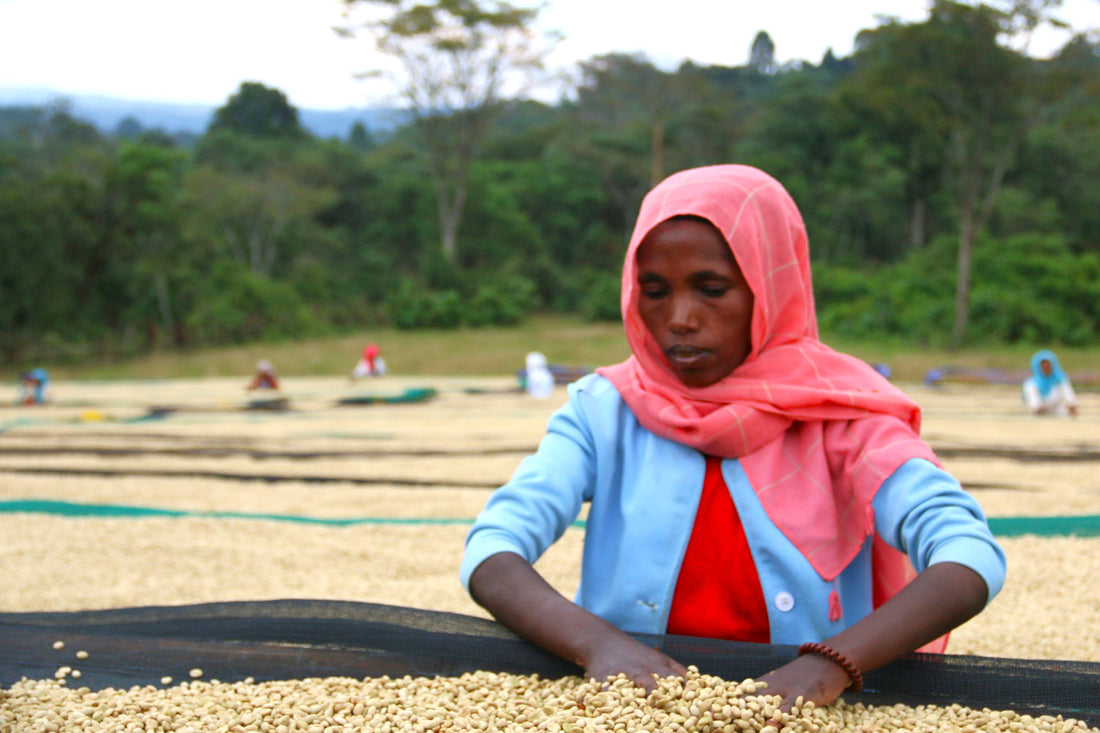 DISCOVER ETHIOPIA NANO CHALLA