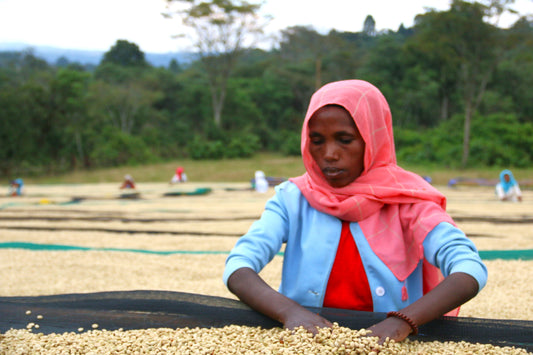DISCOVER ETHIOPIA NANO CHALLA
