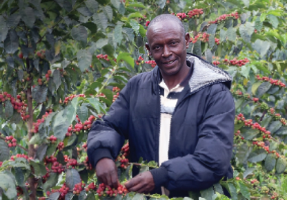 KENYA MCHANA NATURAL