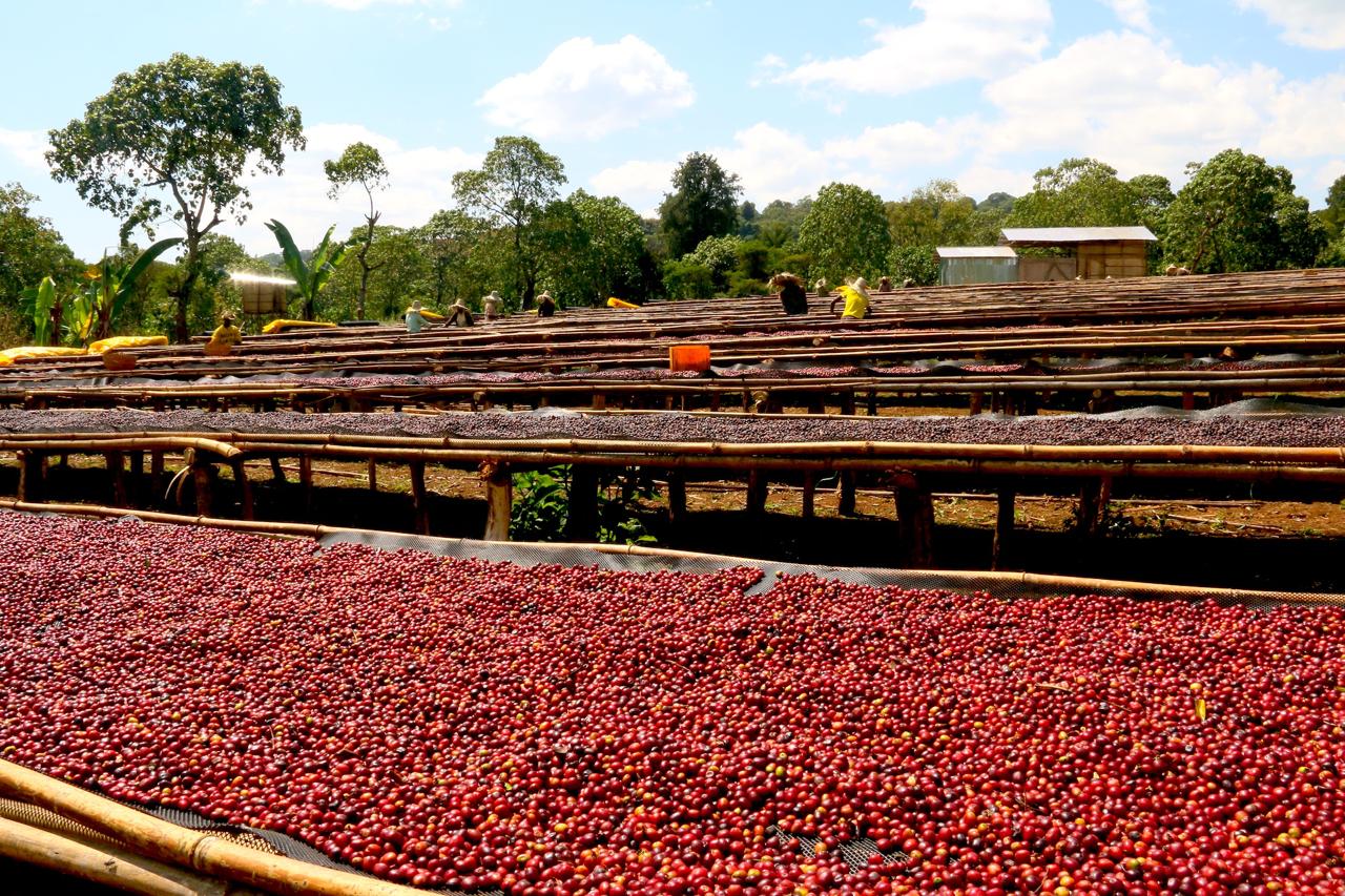 ETHIOPIA SIDAMA BENSA NATURAL